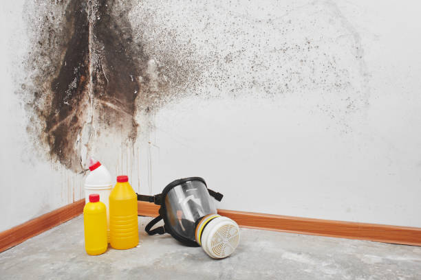 Best Residential Mold Remediation in Calverton, NY