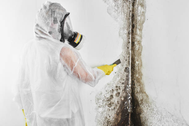 Best Bathroom Mold Remediation in Calverton, NY