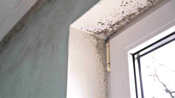 Best Emergency Mold Remediation in Calverton, NY