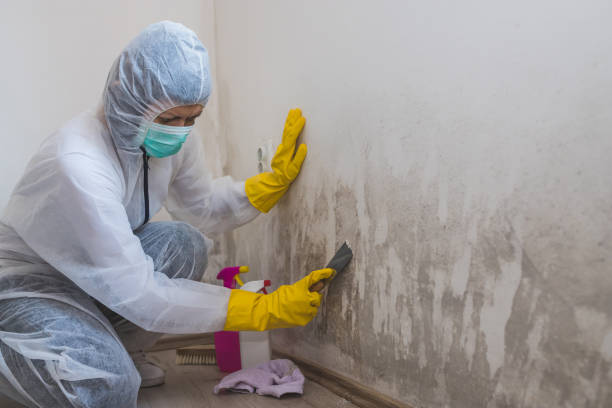 Best Mold Remediation for Specific Building Types in Calverton, NY