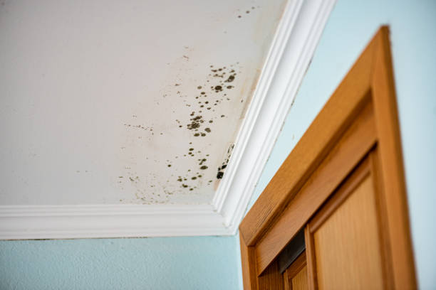 Best Residential Mold Remediation in Calverton, NY