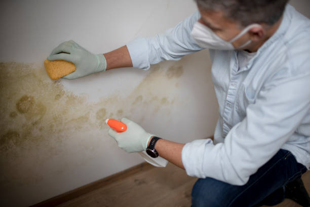 Trusted Calverton, NY Mold Remediation Experts