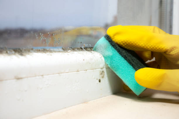 Trusted Calverton, NY Mold Remediation Experts