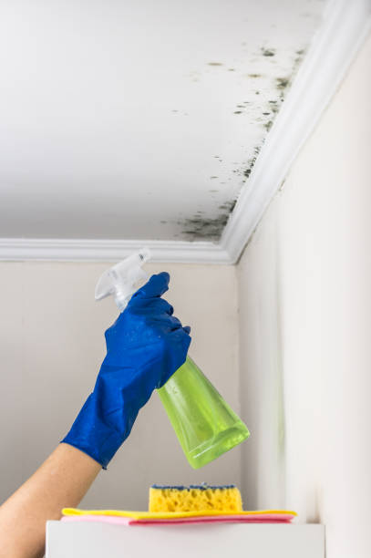 Best Kitchen Mold Remediation in Calverton, NY